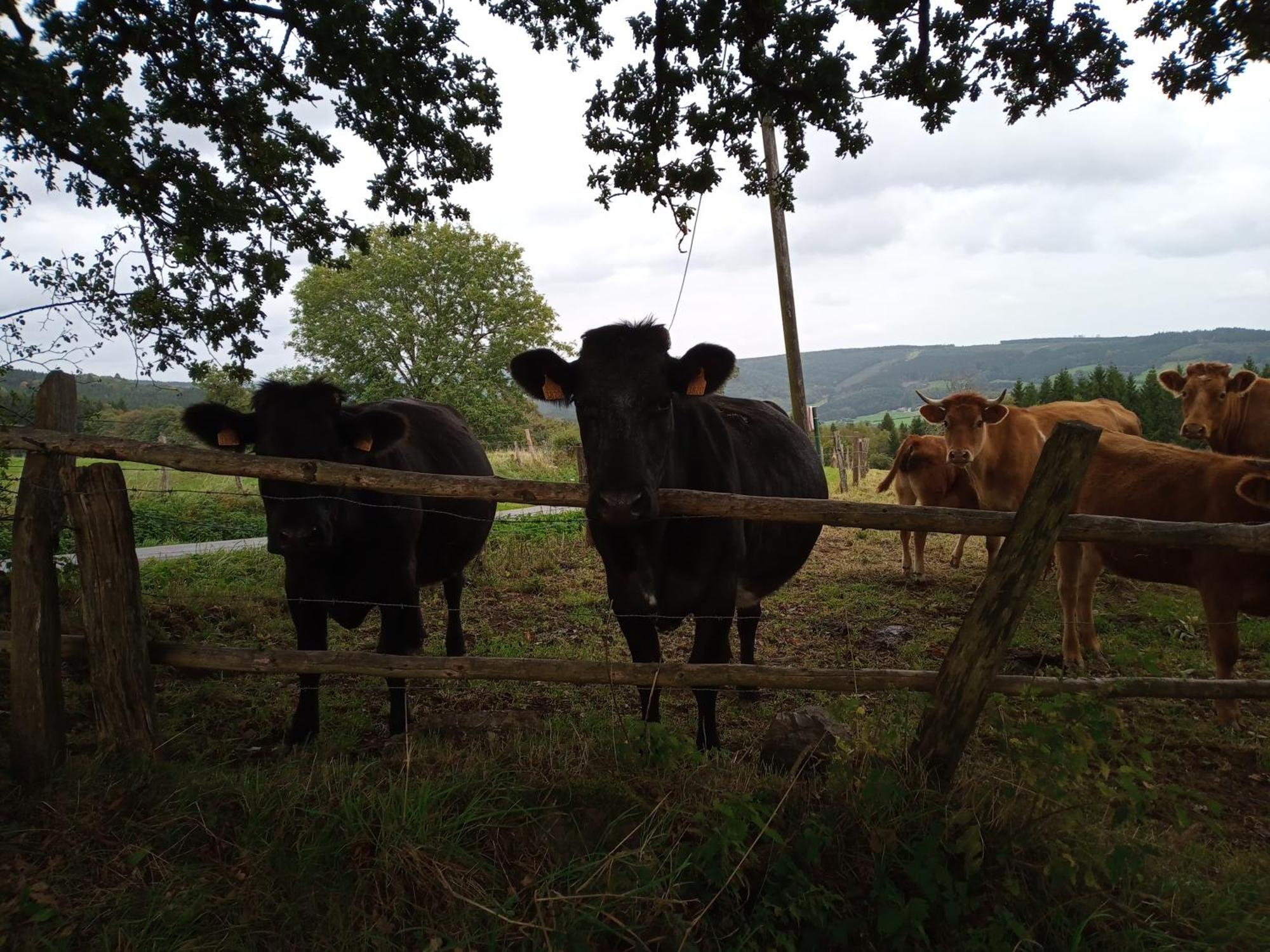 Vakantieverblijf Nature Stavelot Eksteriør bilde