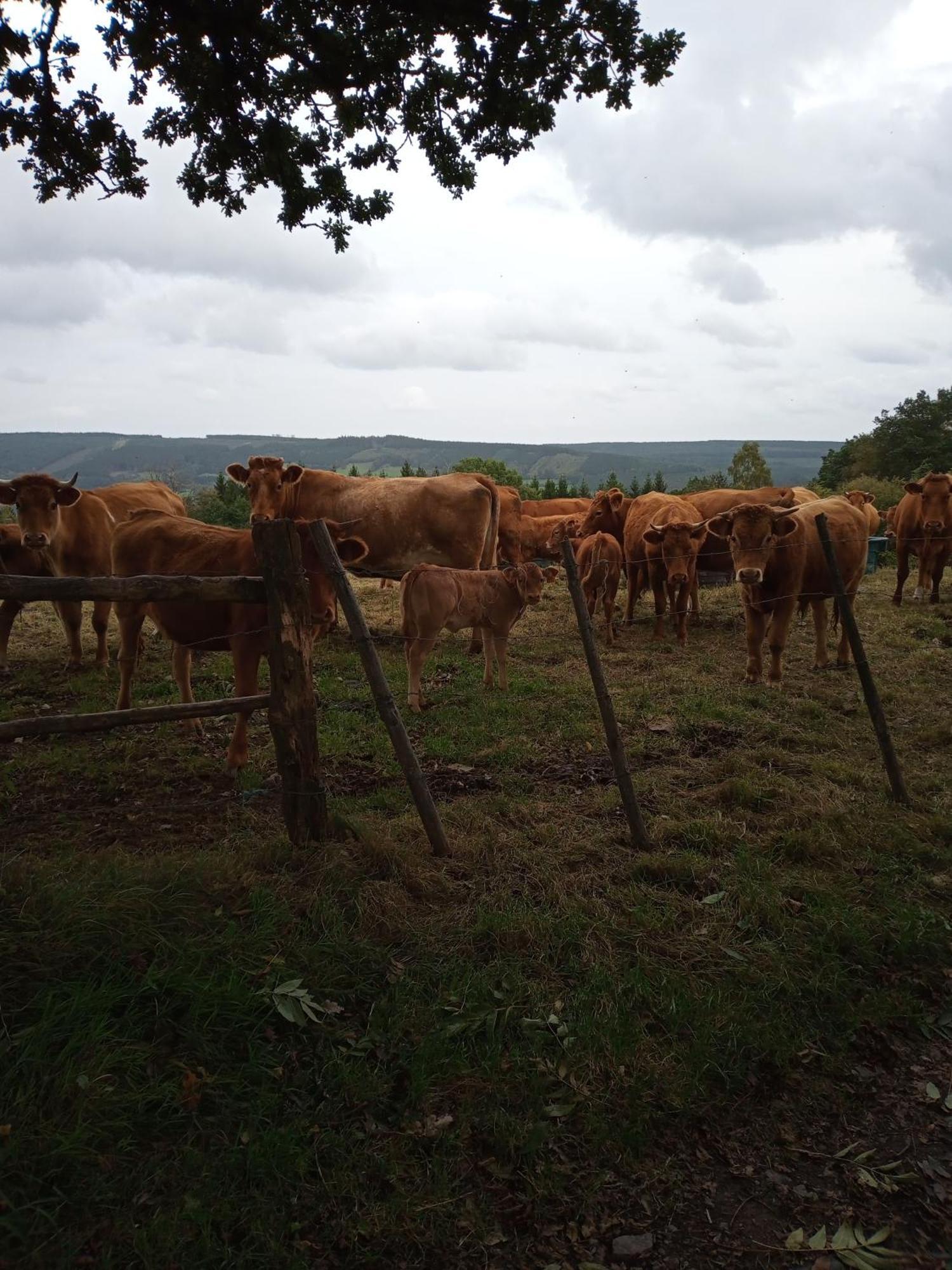 Vakantieverblijf Nature Stavelot Eksteriør bilde