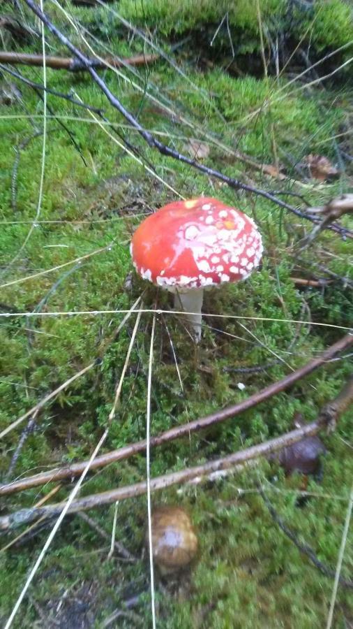 Vakantieverblijf Nature Stavelot Eksteriør bilde